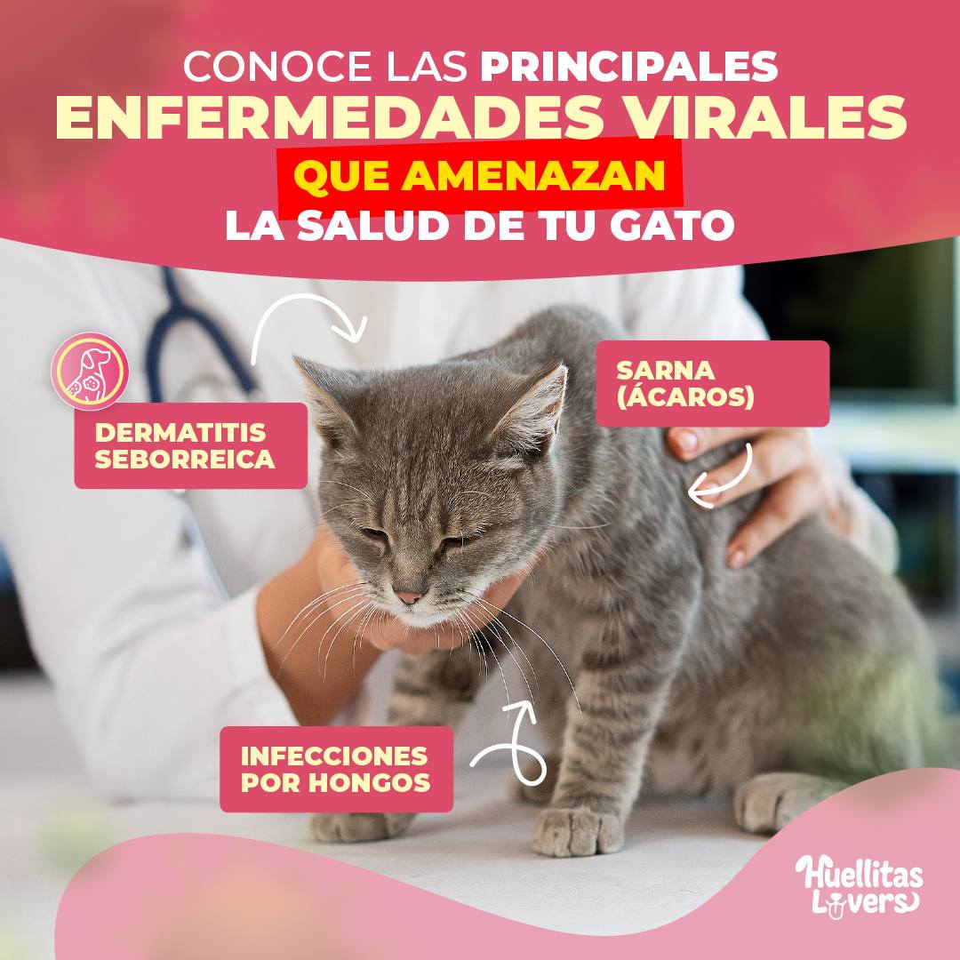 DERMAPETIS 🐶 Protege La Piel De Bacterias, Elimina Sarna y Ácaros 🐕🐈