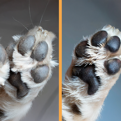 Renovapet tópico 🐶 Protege La Piel De Bacterias, Elimina Sarna y Ácaros🐕🐈